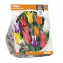Baltus Tulipa Lily Flowered Mixed tulpen bloembollen per 10 stuks